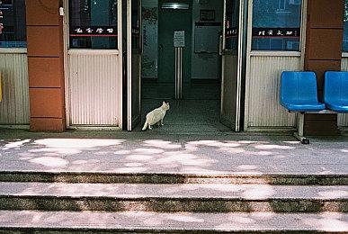 两部《宝可梦》新作将在2022年支持《宝可梦Home》